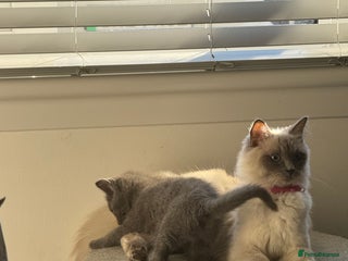 Ragdoll cats Ragdoll X boy - Advert 1