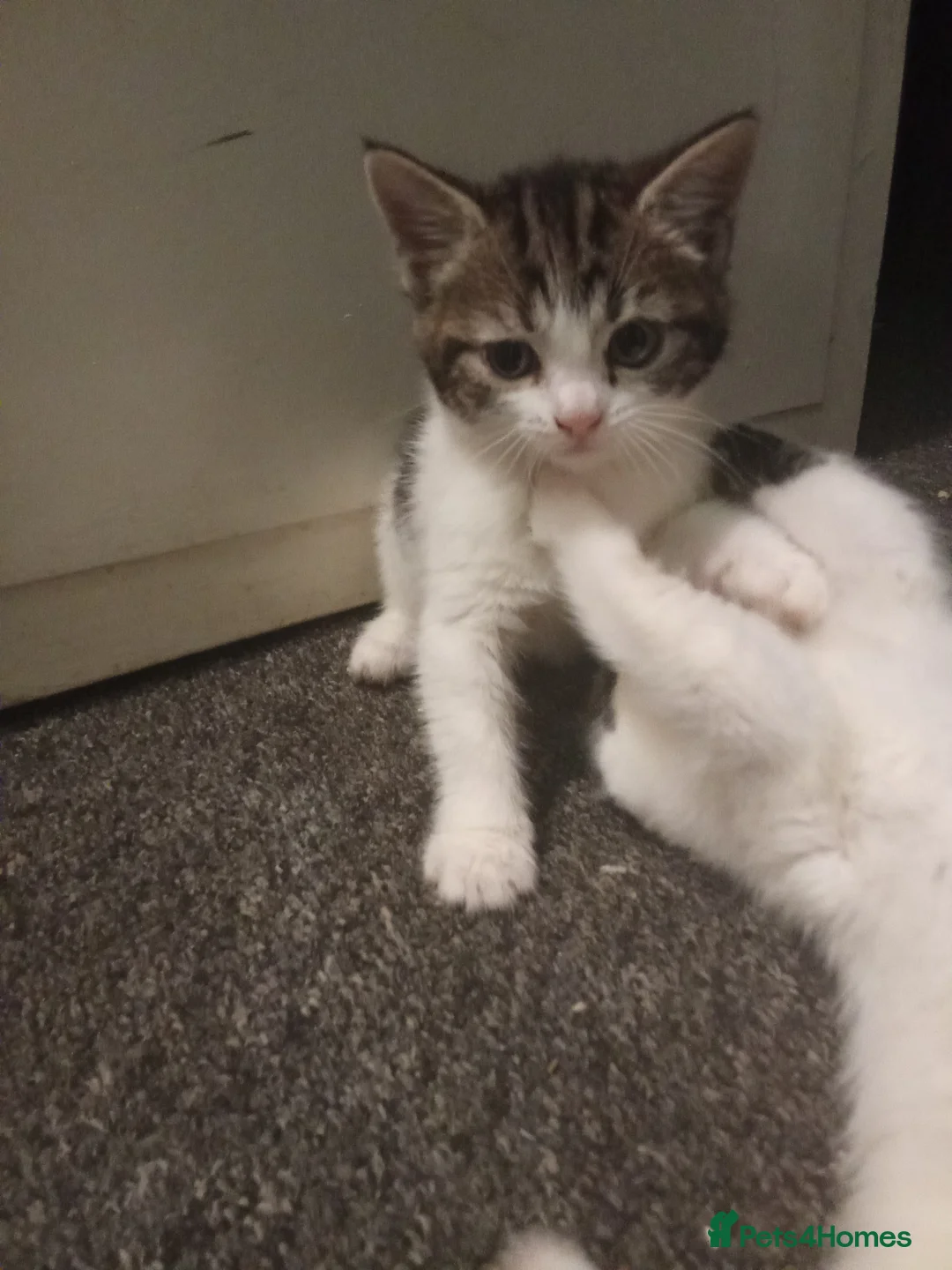 Ragdoll cats for sale: Kittens for sale  - Advert 6