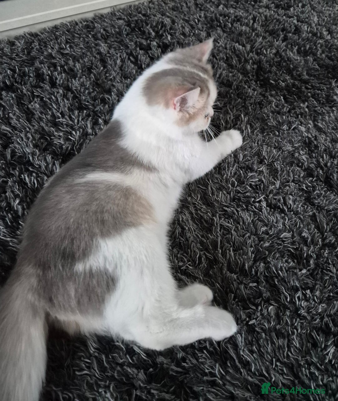 British Shorthair cats for sale: Ready now , Blue Golden and white boy  - Advert 6