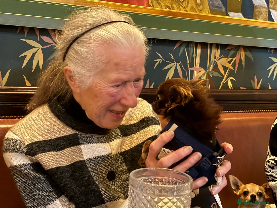 Chihuahua dogs for sale: Long haired tiny KC chihuahua girl - Advert 6