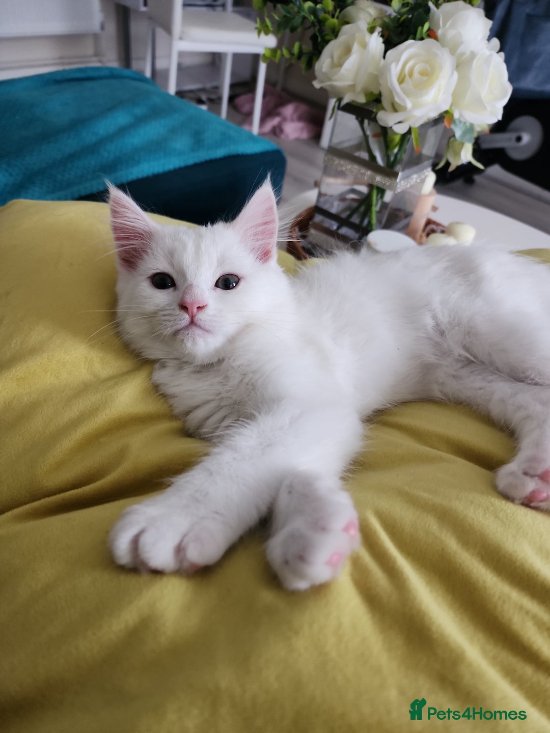 Bengal cats for sale: Adorable  kitten  - Image 2
