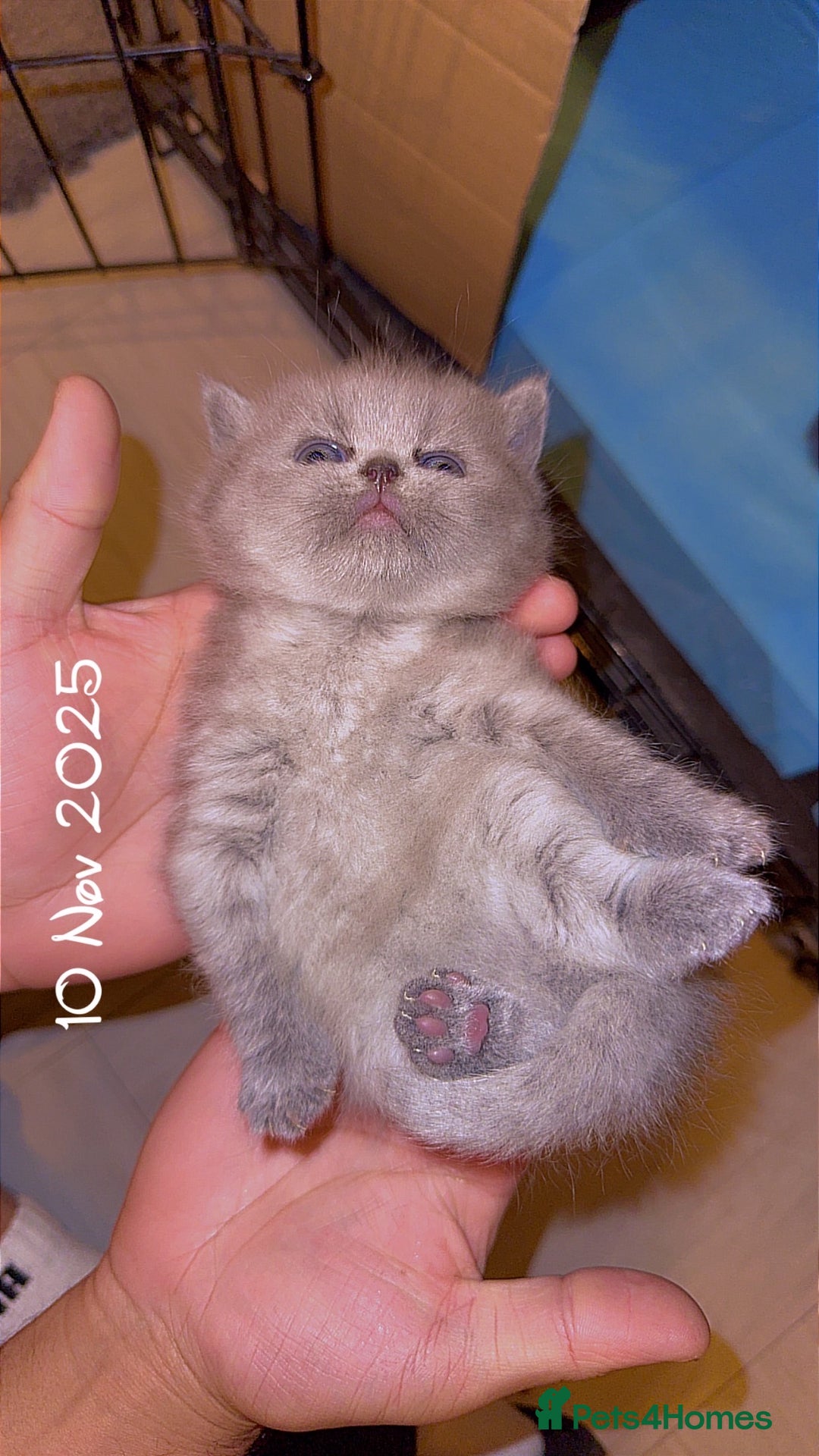 British Shorthair cats for sale: British short hair kittens  - Advert 15