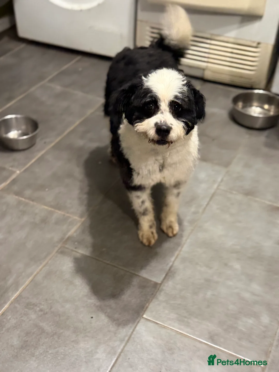 Mixed Breed dogs for adoption: Cute Teddy looking for True Love  - Advert 23