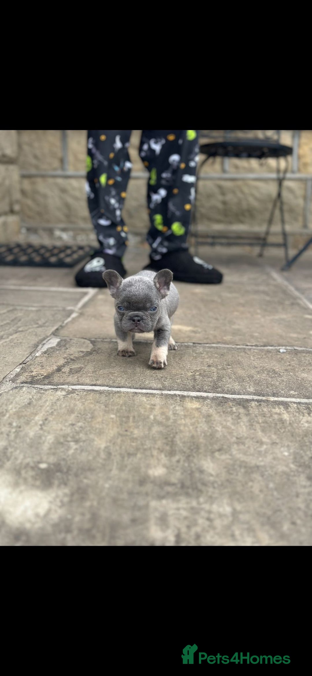 French Bulldog dogs for sale: Miniature French bulldogs carry fluffy  - Image 11