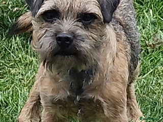 Border Terrier dogs for stud in Coalville - Advert 2