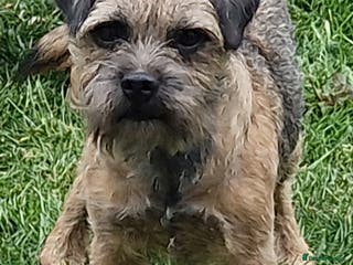 Border Terrier dogs stunning border stud dog. in Coalville - Advert 6