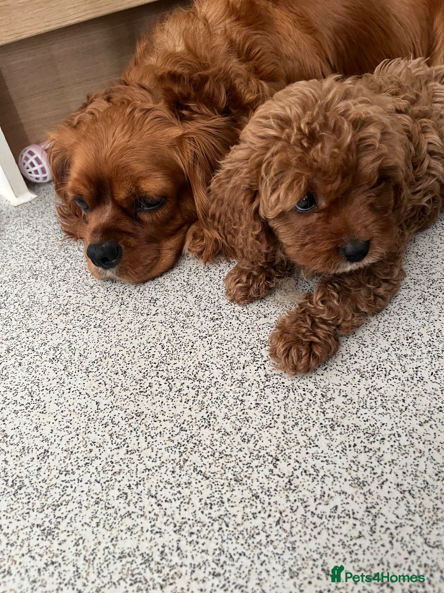 Cavapoo dogs Fully Health Tested F1 Cavapoo’s *1 BOY LEFT* - Advert 2