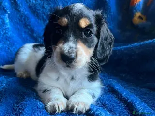 Miniature Dachshund dogs Beautiful KC reg Piebald Dachshunds - Advert 6
