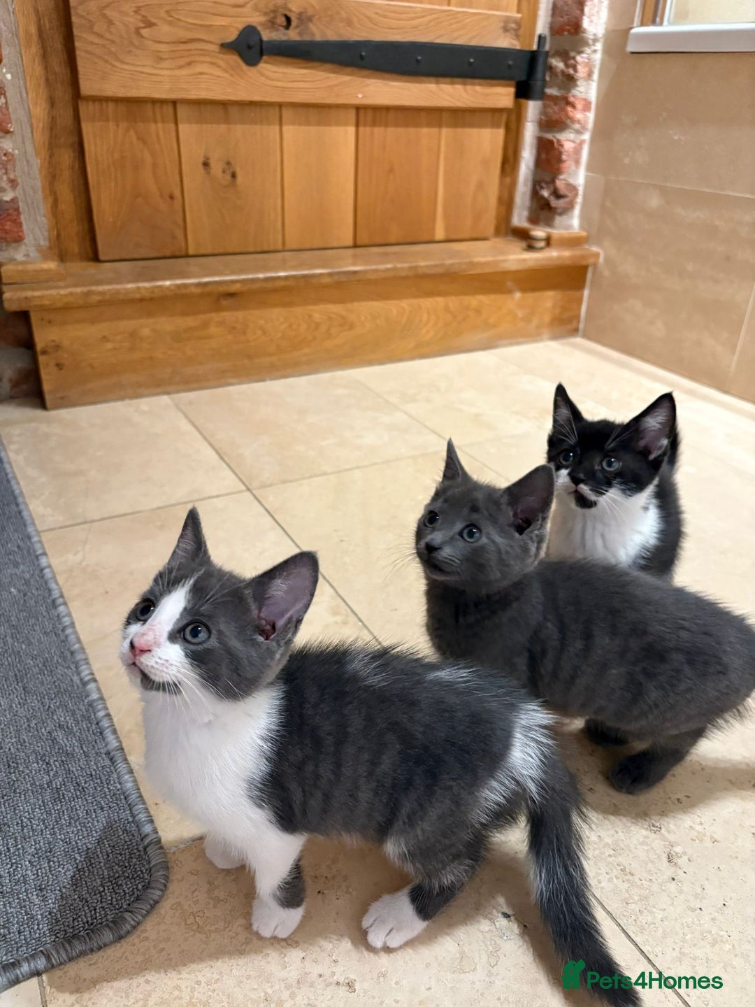 British Shorthair cats for sale: Kittens for sale - Image 3