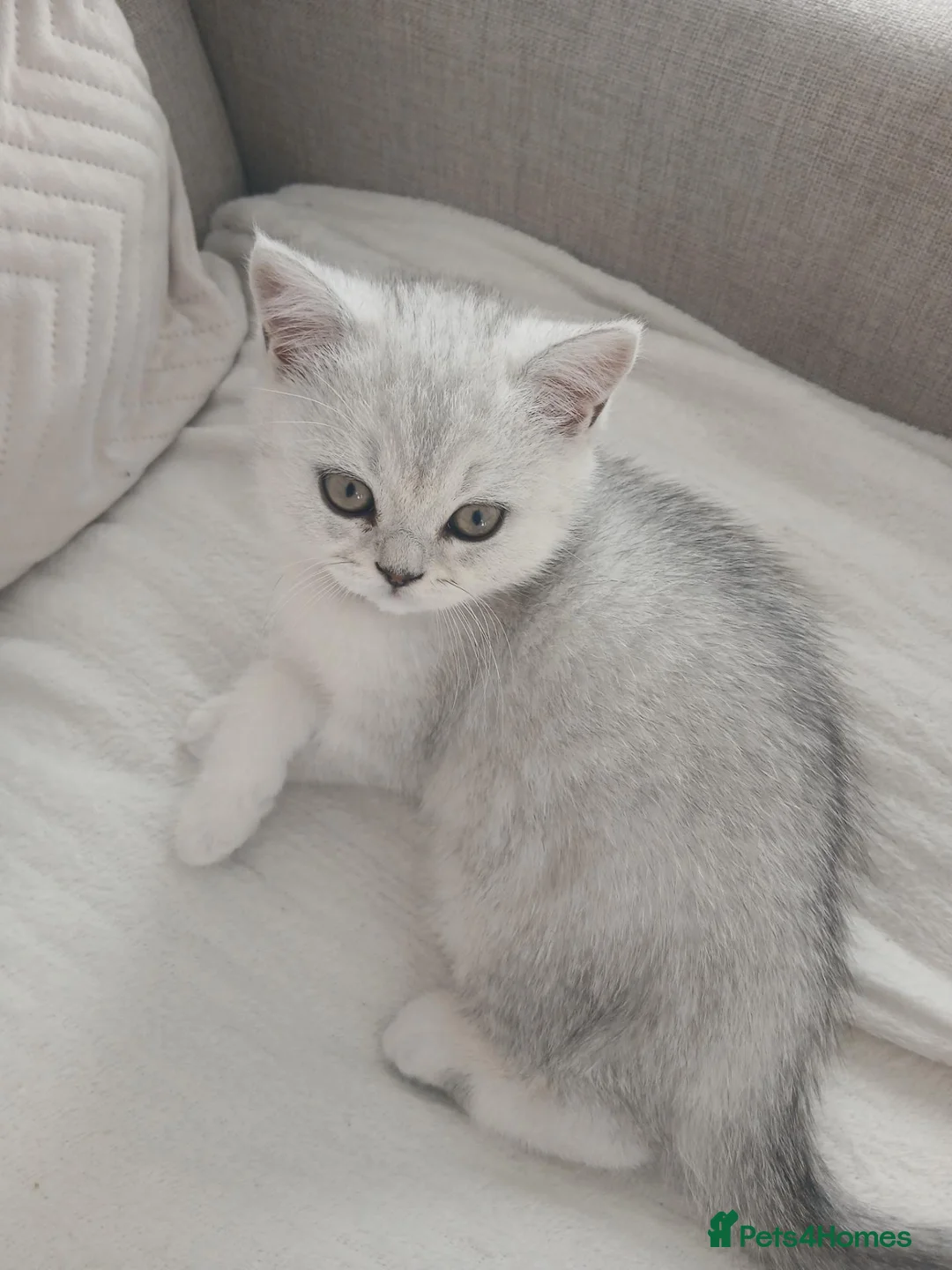 British Shorthair cats for sale: British short hair  - Advert 3