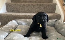 Labrador Retriever dogs for sale: KC Black Labrador Puppies - Image 9