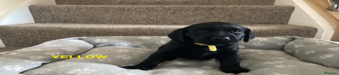 Labrador Retriever Yellow