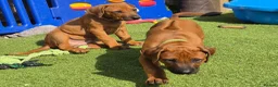 Rhodesian Ridgeback dogs for sale: 4x FEMALE RHODESIAN RIDGEBACK PUPS!! - Advert 15