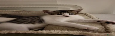 Mixed Breed Kitten 3