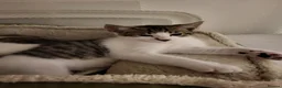 Mixed Breed cats for sale: Sweet little babies.  - Advert 9