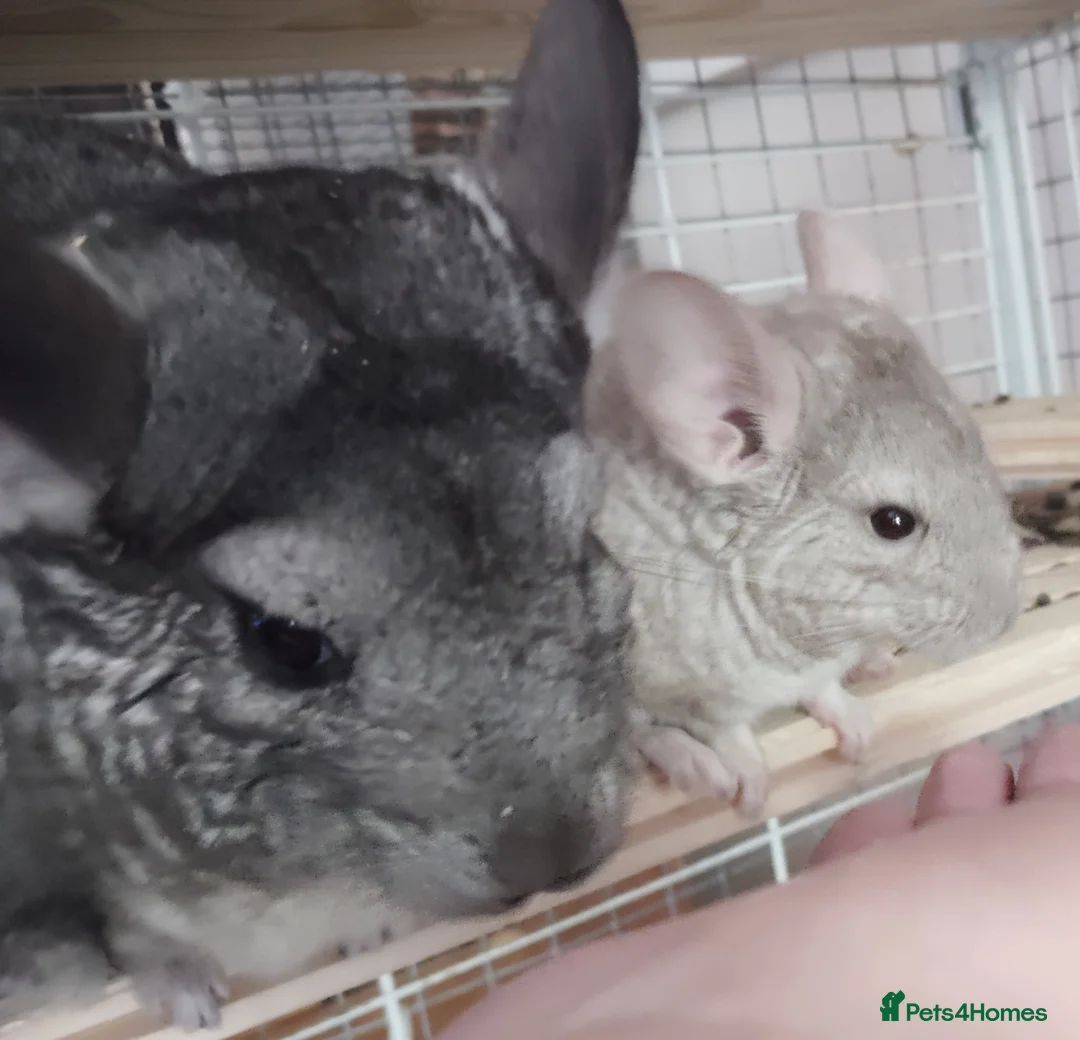 Chinchilla rodents for sale:  Friendly Female Chinchilla Kit available  - Advert 2