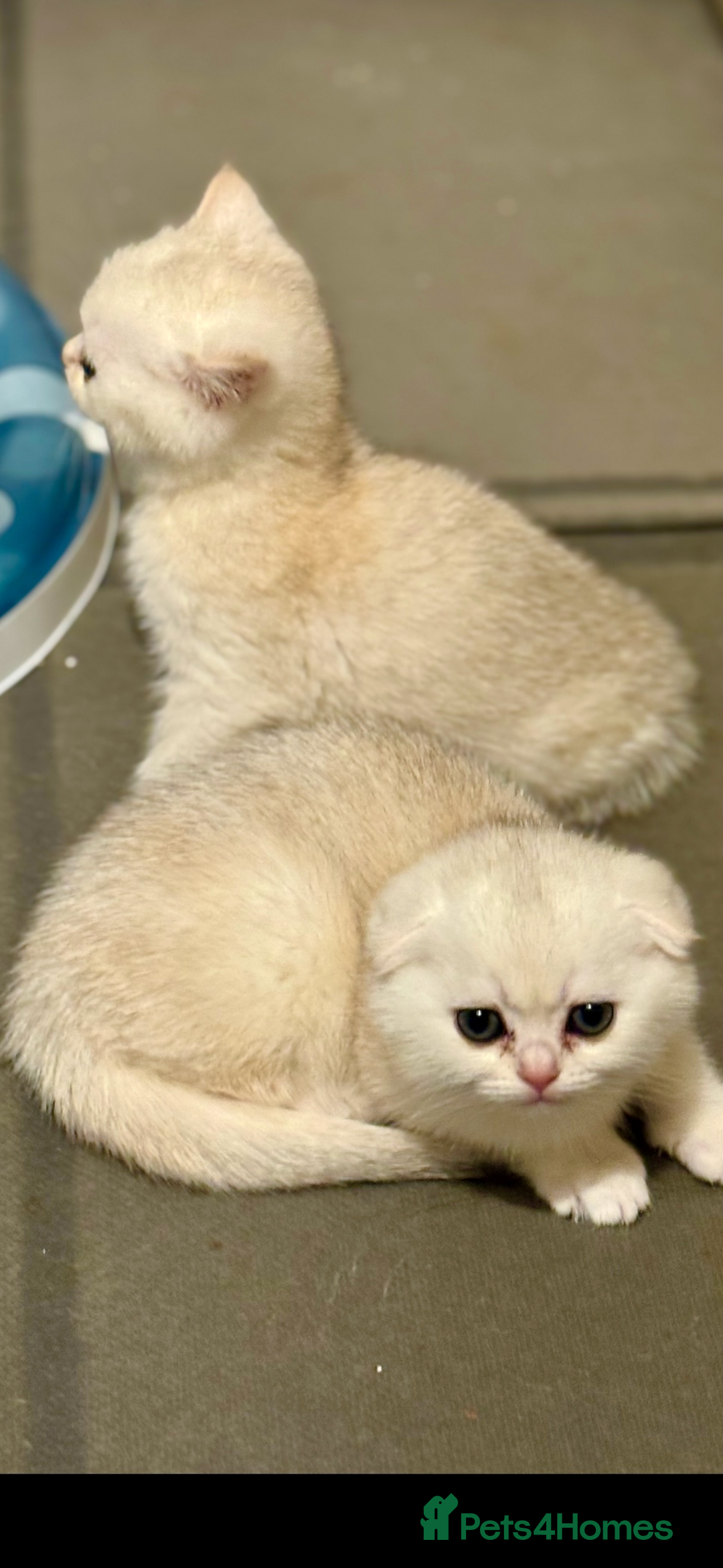 Scottish Fold cats for sale: Scottish pedigree kittens fold and straight - Advert 6