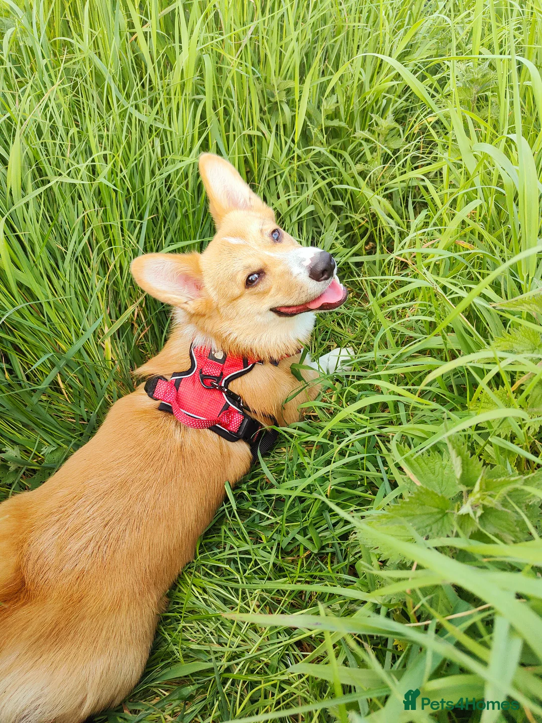 Welsh Corgi Pembroke dogs for stud: Welsh Pembrokeshire corgi in Martock - Advert 8