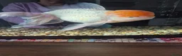 Fancy Goldfish fish for sale: GIANT ORANDA - Advert 4