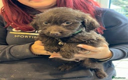Sproodle dogs for sale: Ready now Springer cross labradoodle - Image 6
