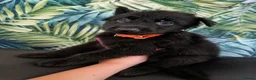German Shepherd dogs for sale: German shepherd puppies  - Advert 21