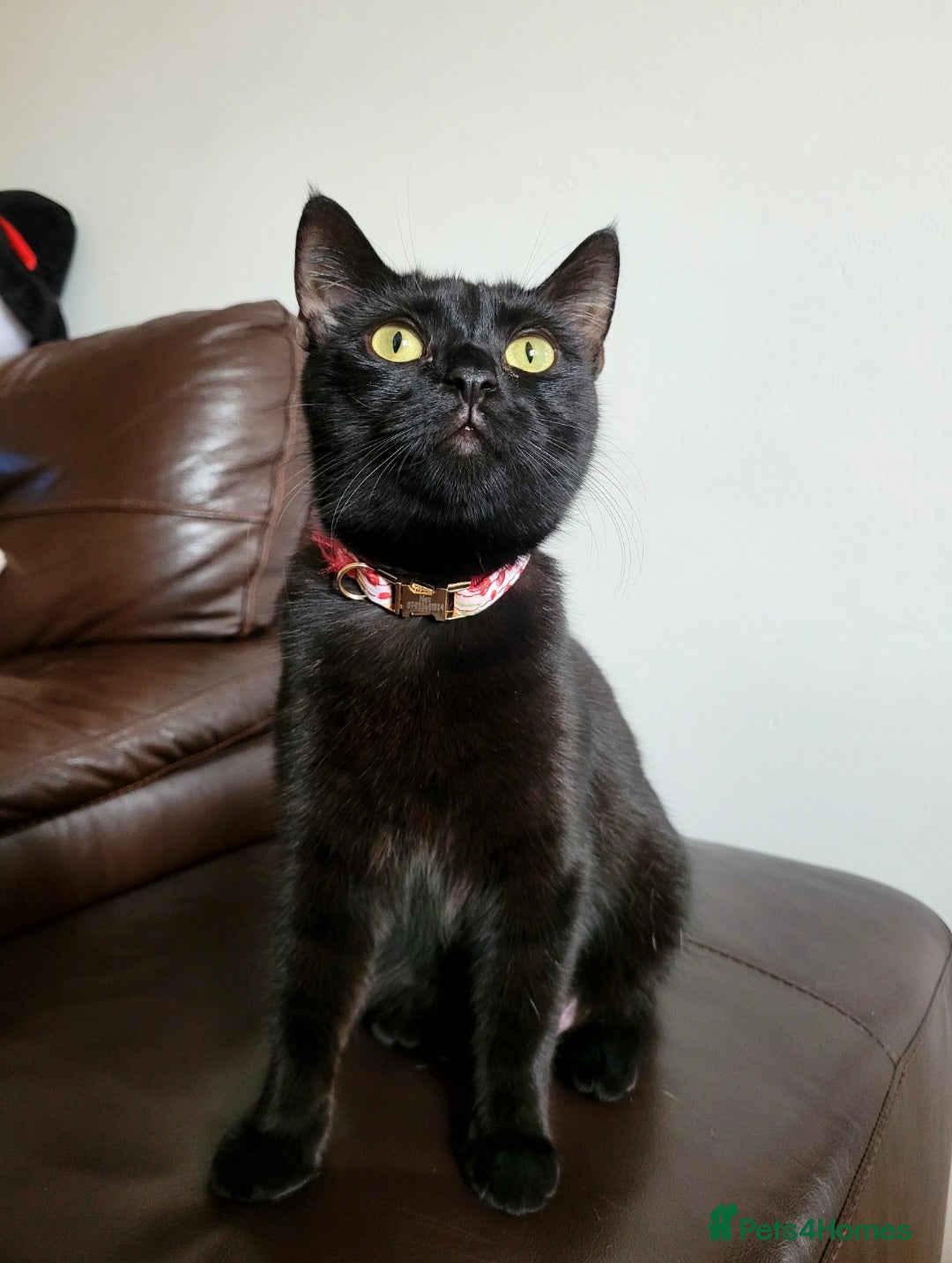 Mixed Breed cats for sale: Beautiful kittens looking for a forever homes - Advert 2
