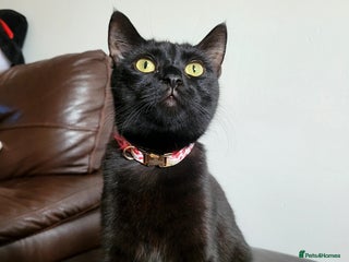 Mixed Breed cats Beautiful kittens looking for a forever homes - Advert 1