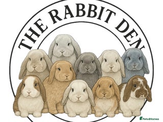 Mini Lop rabbits Mini Lops available to Reserve 🐰 - Advert 1