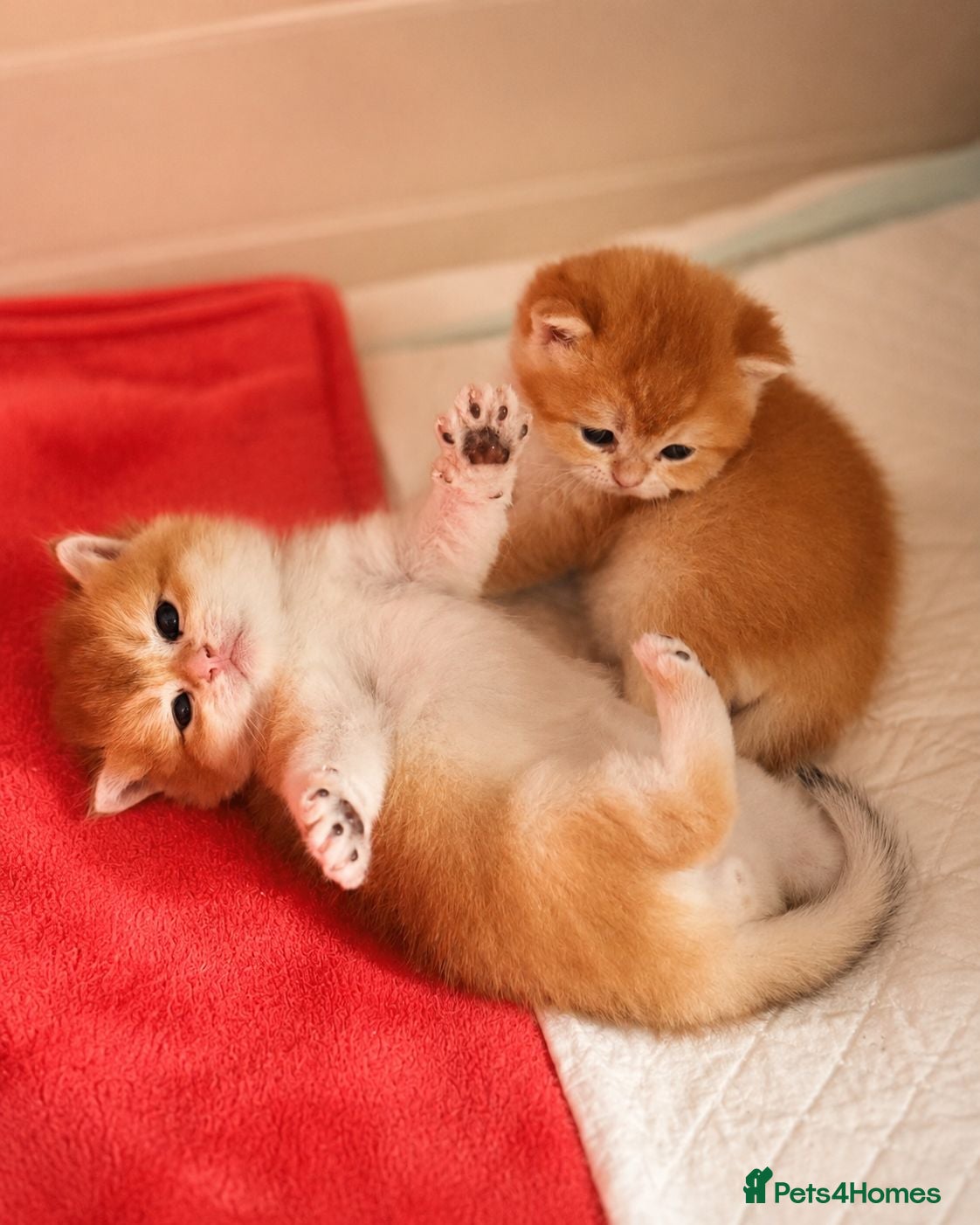British Shorthair cats Golden shaded British Shorthair kittens Teddies  - Advert 7