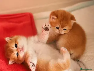 British Shorthair cats Golden shaded British Shorthair kittens Teddies - Advert 7