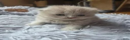 Scottish Fold cats for sale: Scottish fold and straight, girl, boy in Nottingham - Advert 26