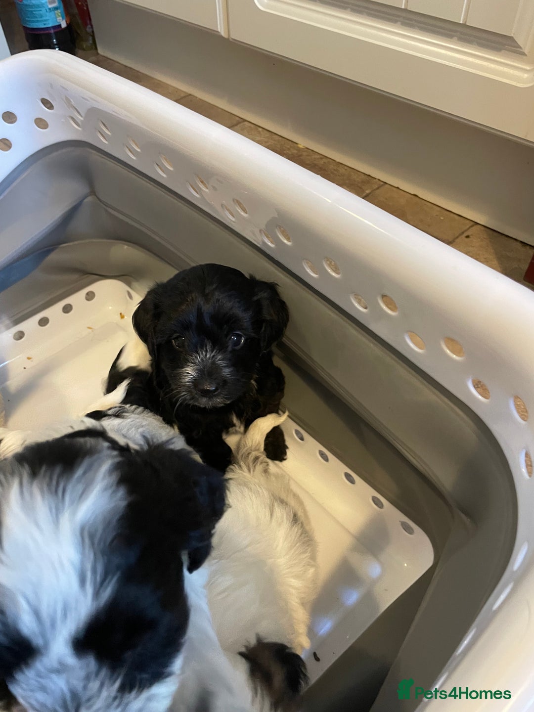 Mixed Breed dogs for sale: Cockapoo x Maltese (Maltipoo) - Image 12
