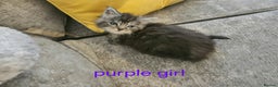 Maine Coon cats for sale: Pure Maine coon kittens - Advert 15