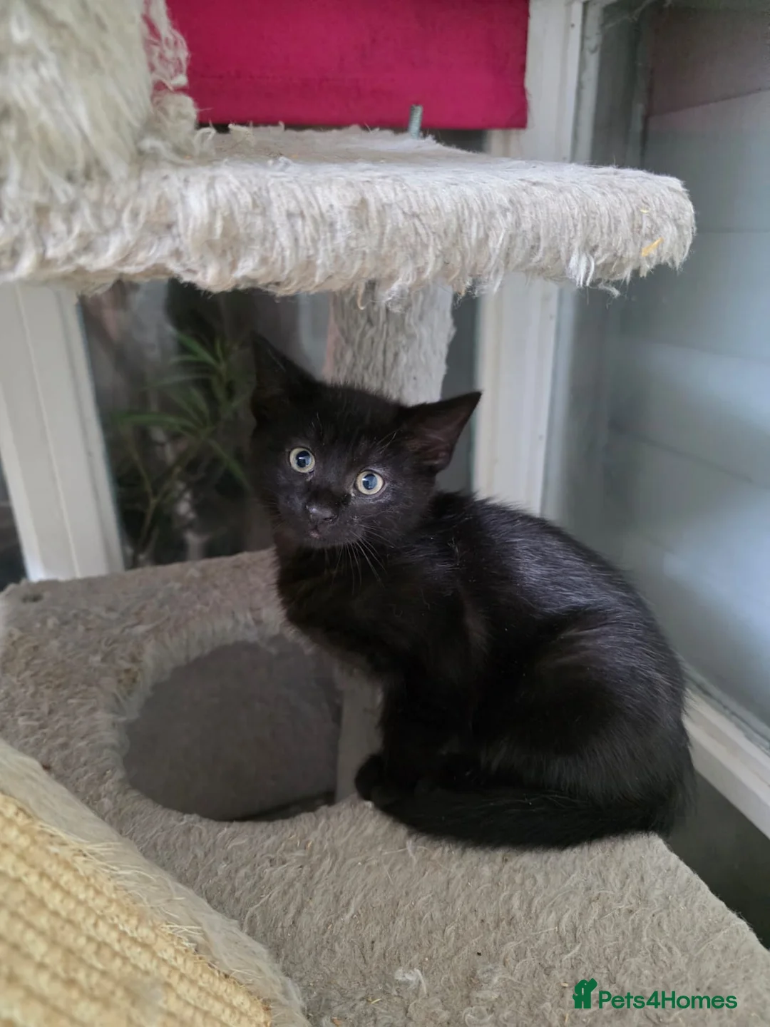 Mixed Breed cats for sale: Stunning Siamese x Bengal Kittens Ready Now - Advert 13