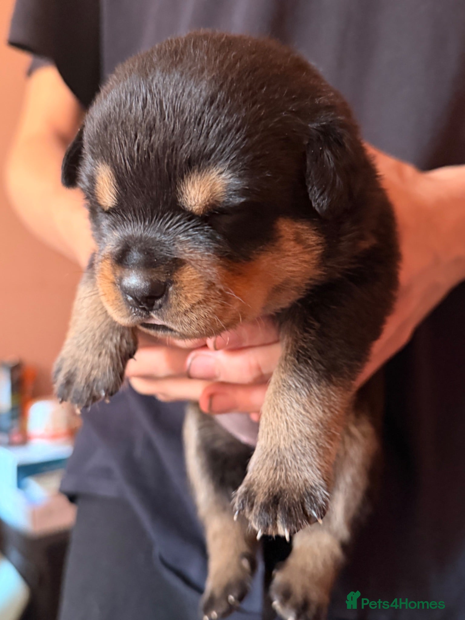Rottweiler dogs Rare beautiful Rottweiler puppies  - Advert 5