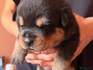 Rottweiler dogs Rare beautiful Rottweiler puppies - Advert 3