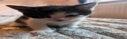 Mixed Breed cats for sale: Beautiful kittens for sale  in Wallsend - Advert 5