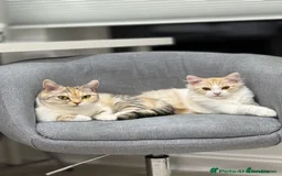 Munchkin cats for sale: Pedigree TICA Munchkin Kittens – Short Legs 🐈 - Image 10