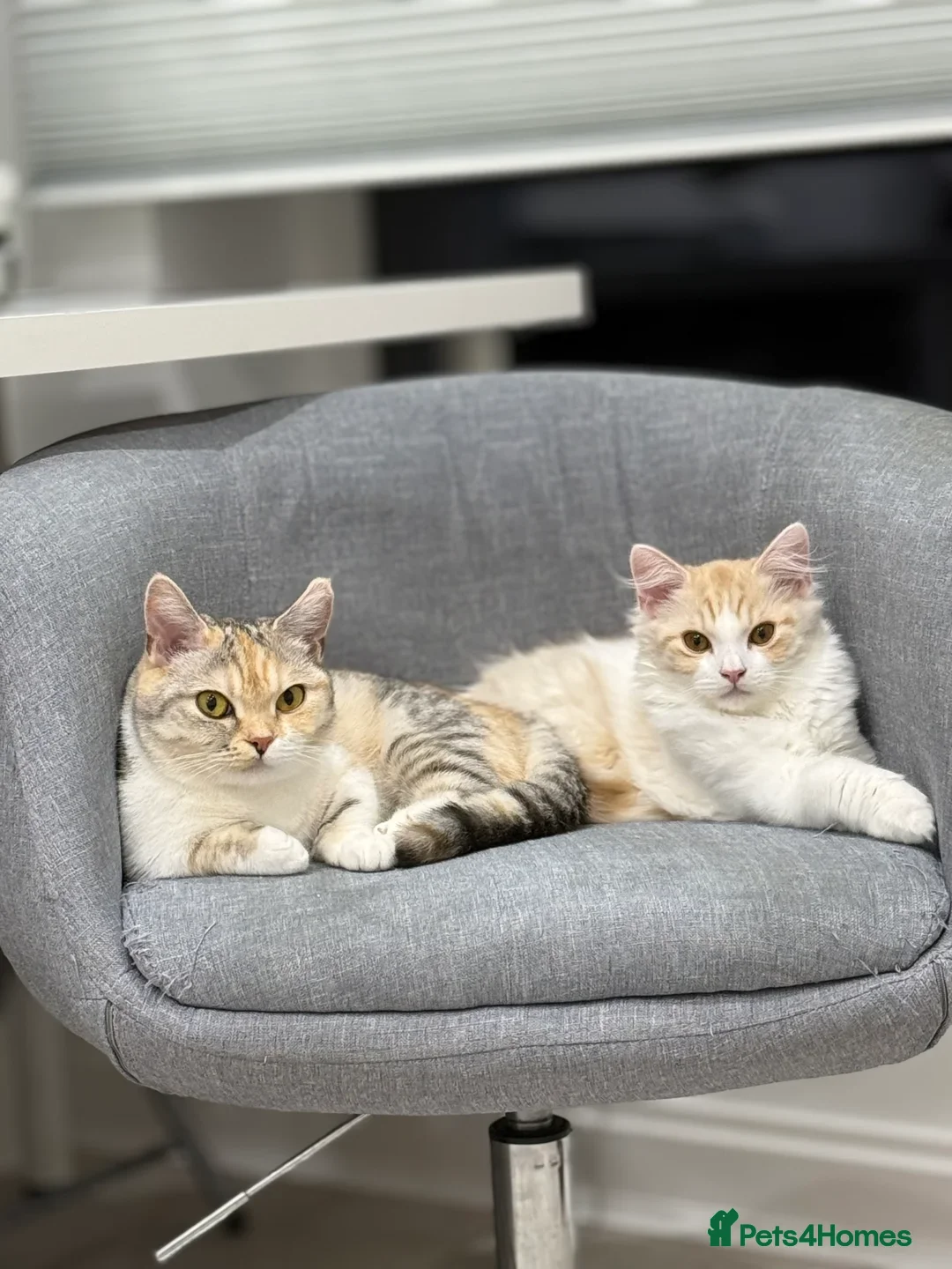 Munchkin cats for sale: Pedigree TICA Munchkin Kittens – Short Legs 🐈 - Image 10