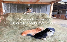 Border Collie dogs for sale: Beautiful border collie puppies  - Image 21