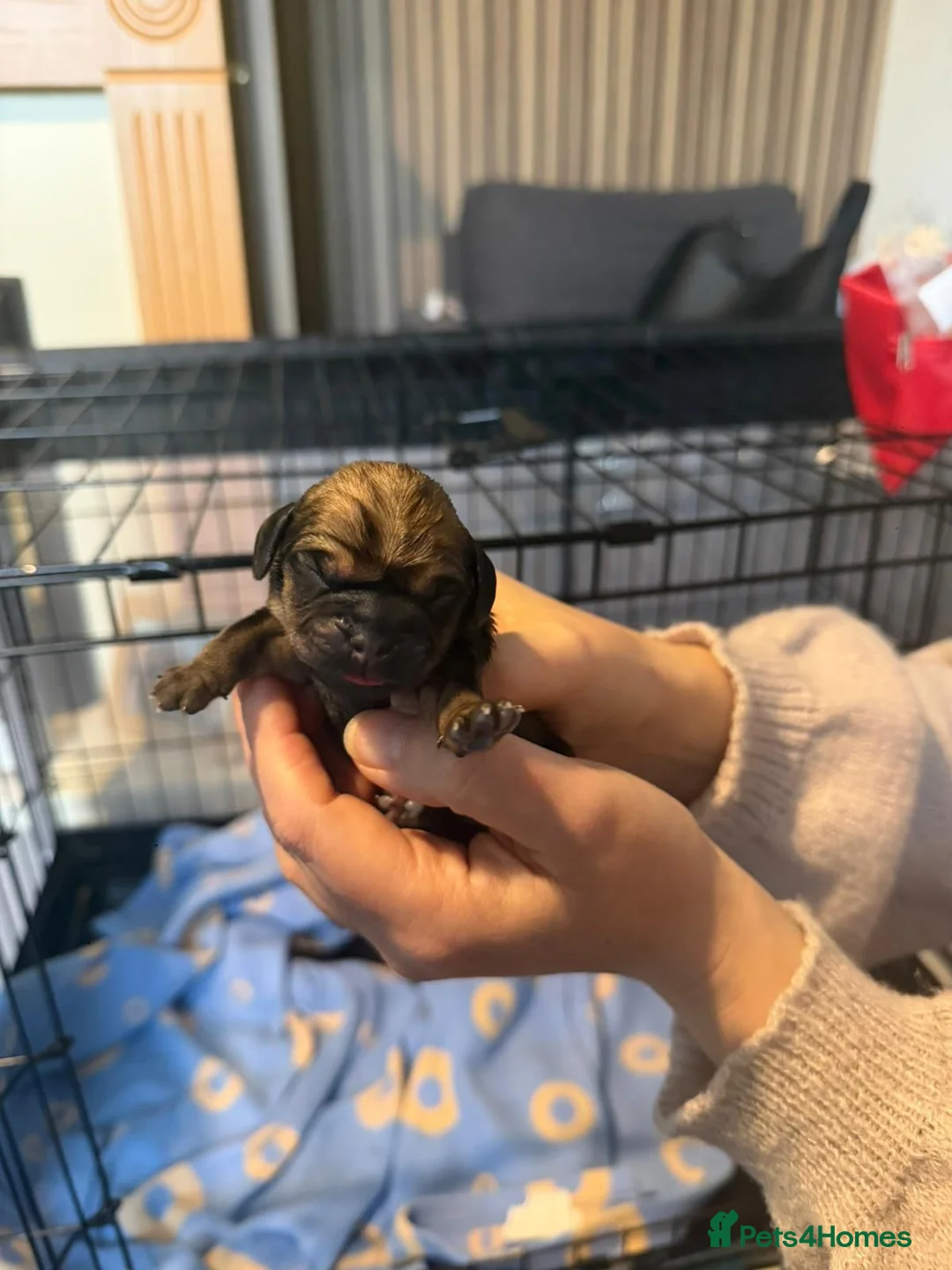 Mixed Breed dogs for sale: Beautiful litter of Daugs - Advert 6