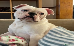 French Bulldog dogs for sale: White french bulldog  - Image 4