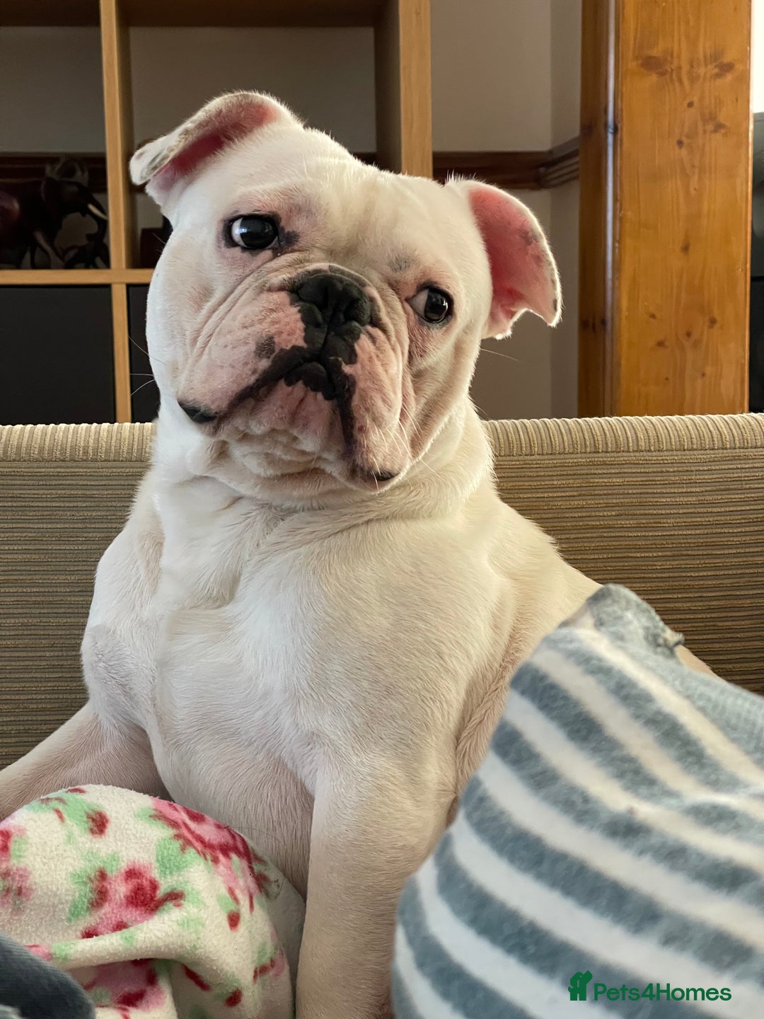 French Bulldog dogs for sale: White french bulldog  - Image 4