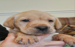 Labrador Retriever dogs for sale: Fantastic working bloodline kc labradors! - Image 10