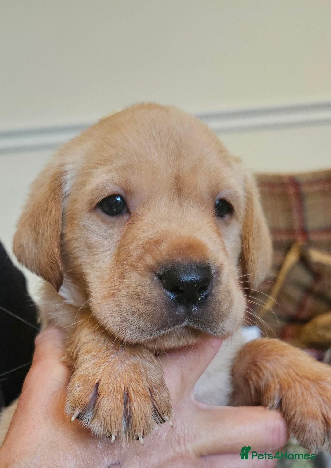 Labrador Retriever dogs for sale: Fantastic working bloodline kc labradors! - Image 10
