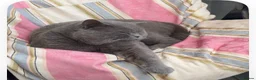 Mixed Breed cats for sale: Adorable Kittens Reserve Now – Ready in 4 Weeks! - Advert 3