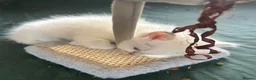 Ragdoll cats for sale: 5 Ragdoll Kittens for sale (3 girls 2 boys)  - Advert 11