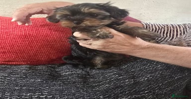 Yorkshire Terrier dogs - Advert 8