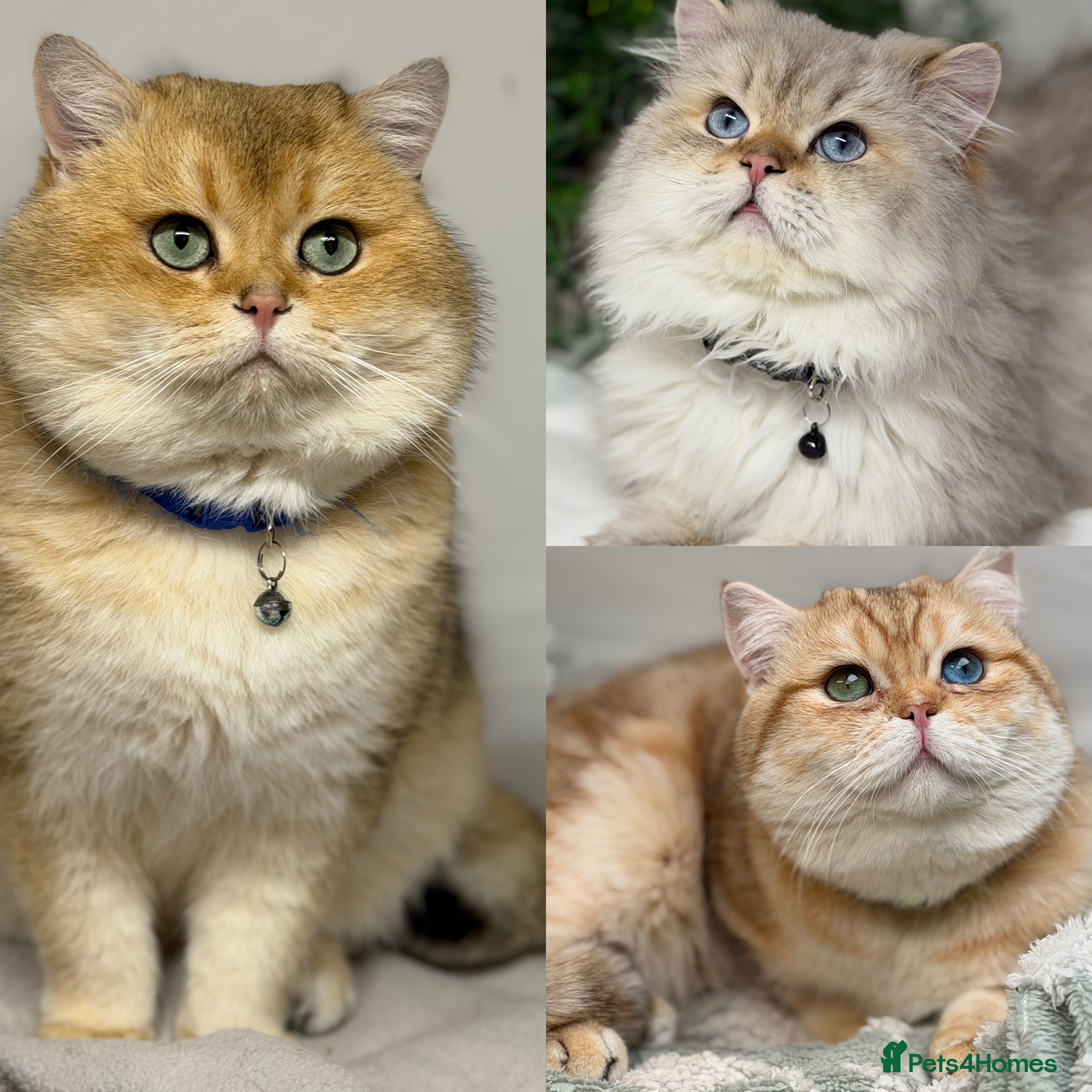 British Shorthair cats British shorthair Golden lovely stud boy GCCF - Advert 2