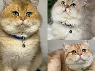 British Shorthair cats British shorthair Golden lovely stud boy GCCF - Advert 2
